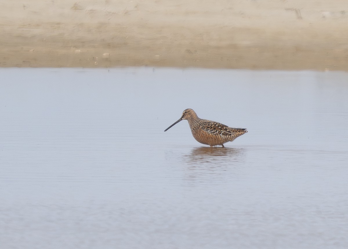 Long-billed Dowitcher - ML620098929
