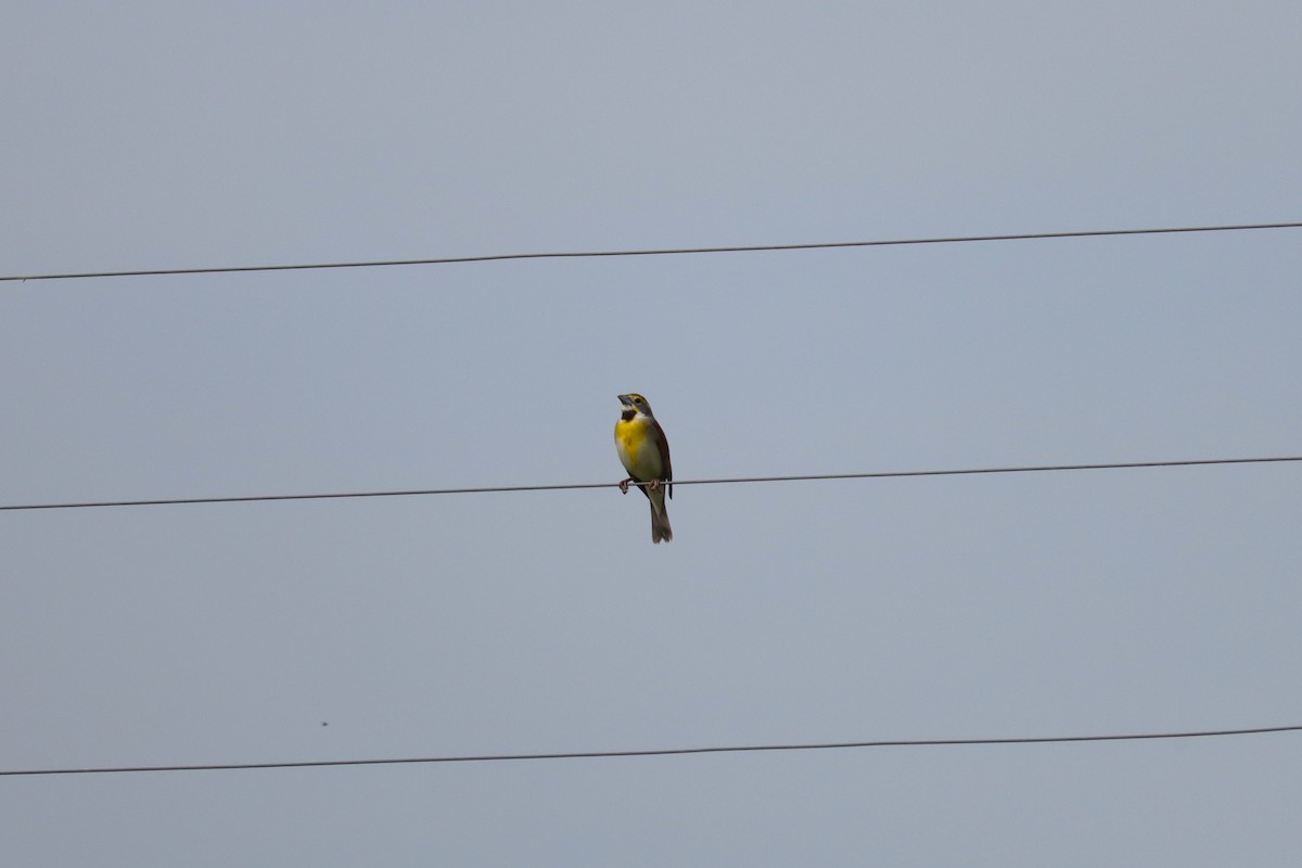 Dickcissel d'Amérique - ML620098953