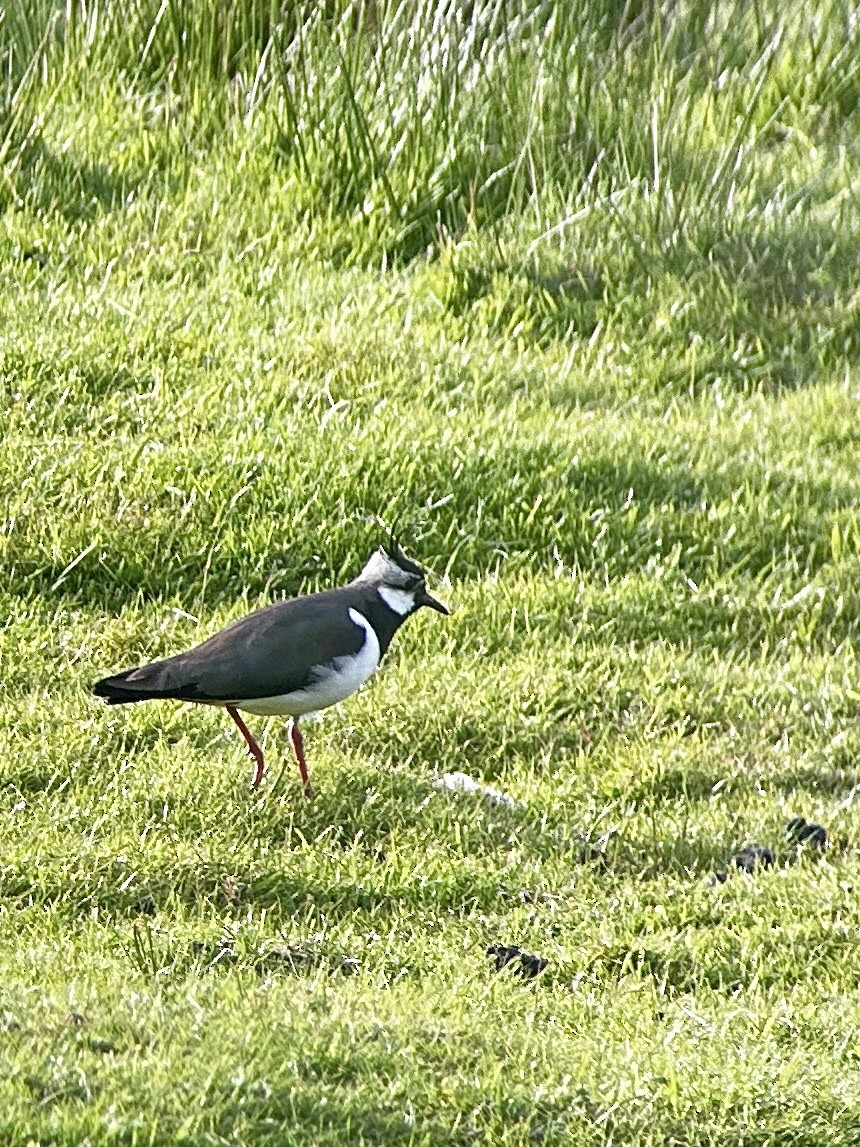 Northern Lapwing - ML620098966