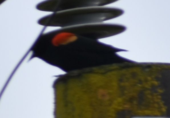 Red-winged Blackbird - ML620098970