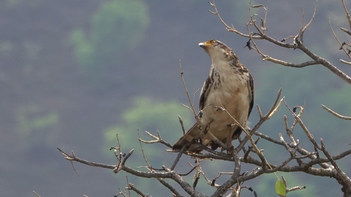 Crested Serpent-Eagle - ML620098972