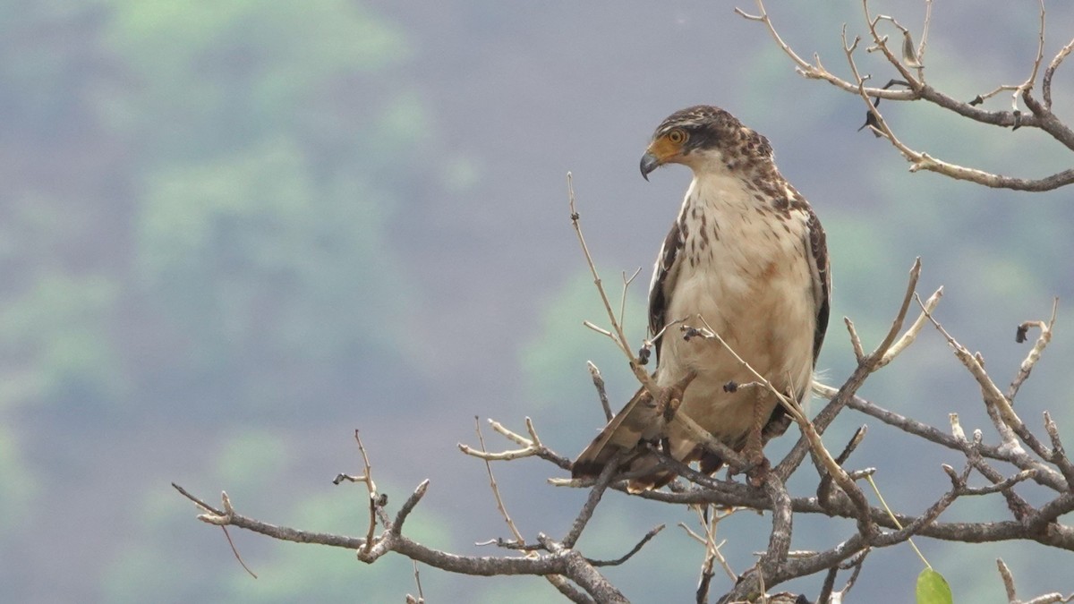 Crested Serpent-Eagle - ML620098973
