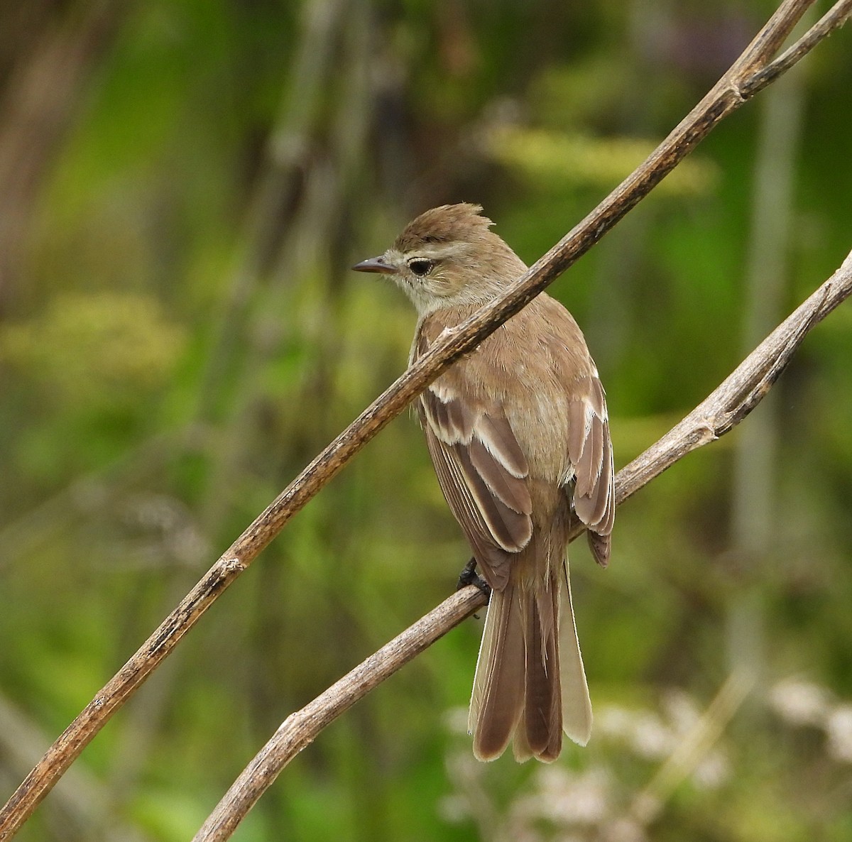 Northern Mouse-colored Tyrannulet - ML620098974