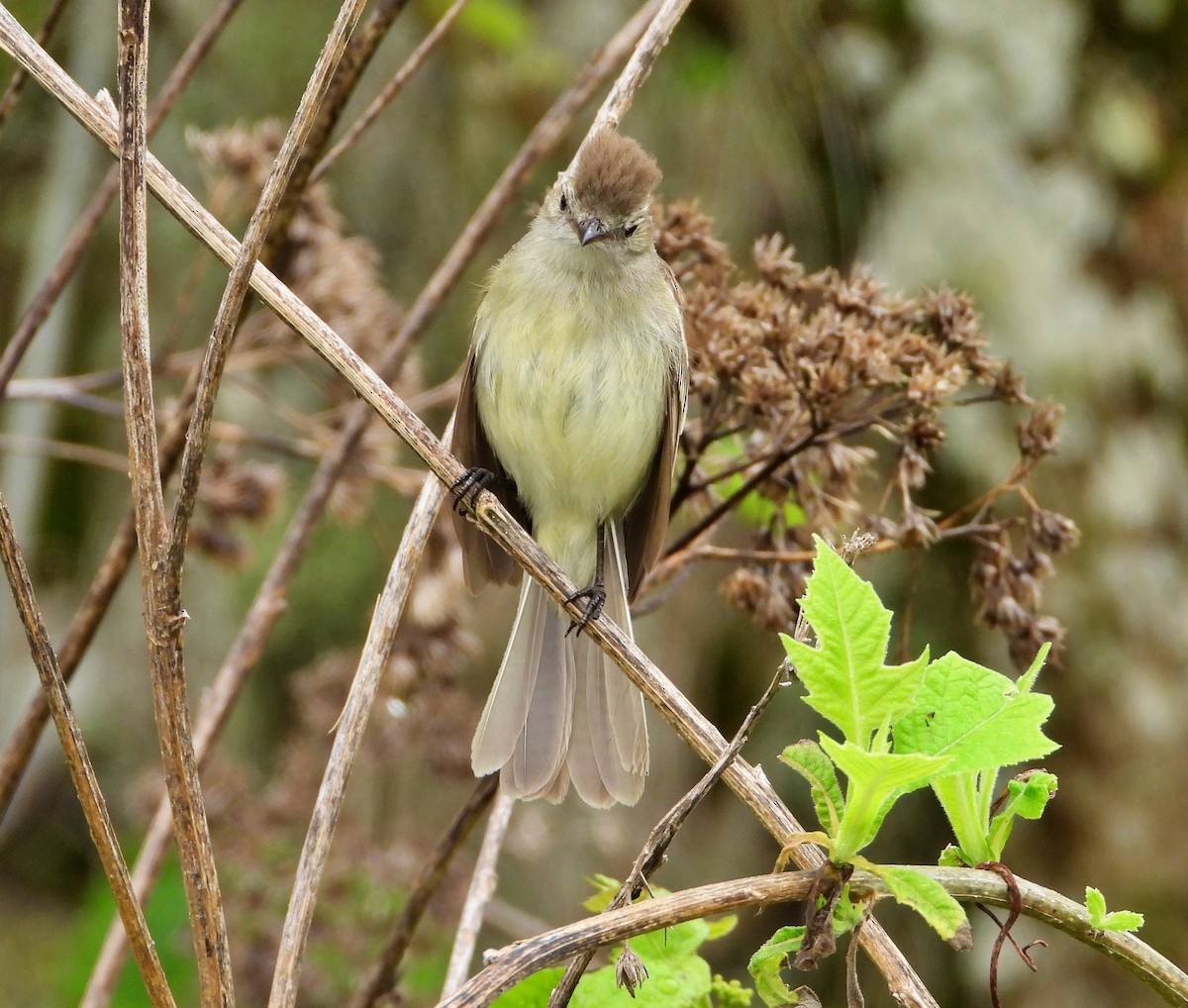 Northern Mouse-colored Tyrannulet - ML620098975