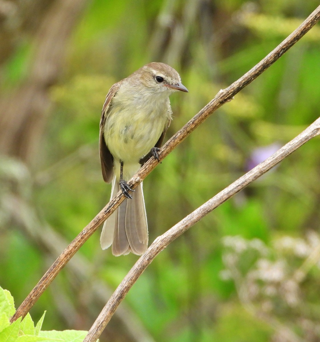 Northern Mouse-colored Tyrannulet - ML620098976