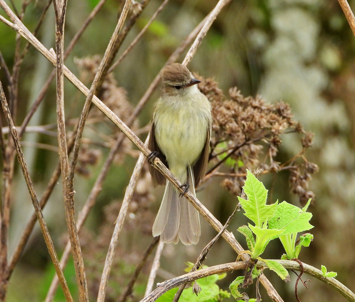 Northern Mouse-colored Tyrannulet - ML620098977