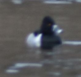 Ring-necked Duck - ML620098981