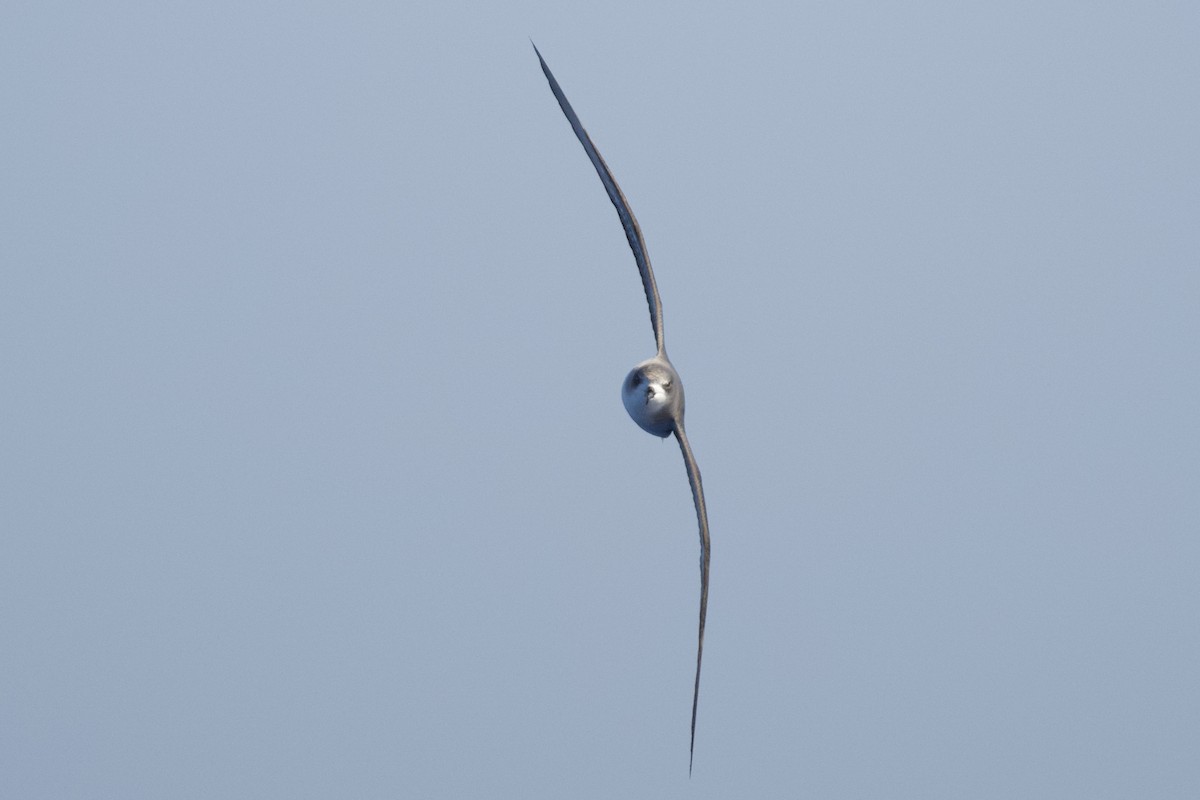 Madeirasturmvogel - ML620098994