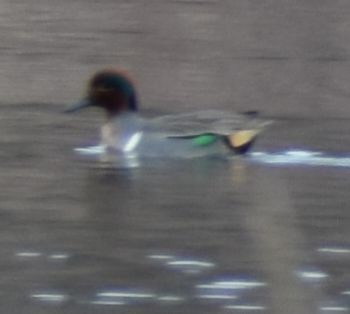 Green-winged Teal - ML620099001