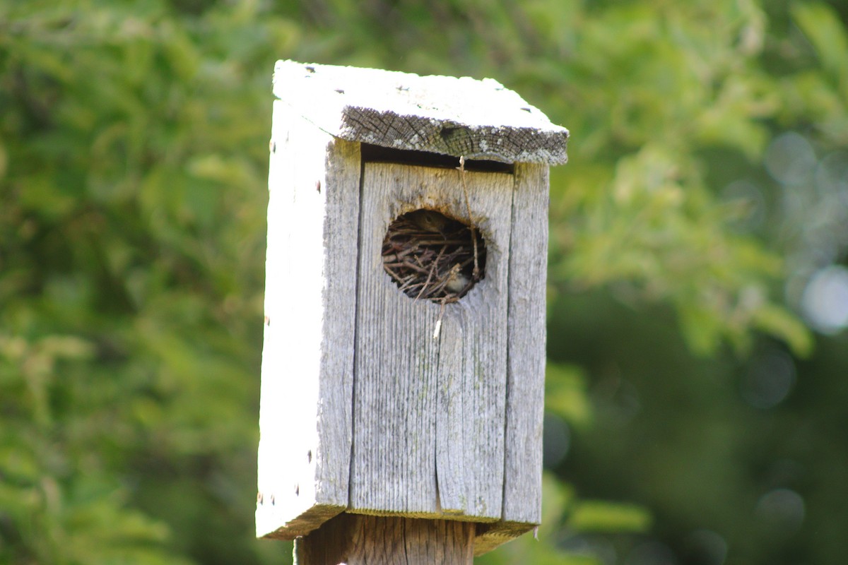 House Wren - ML620099053