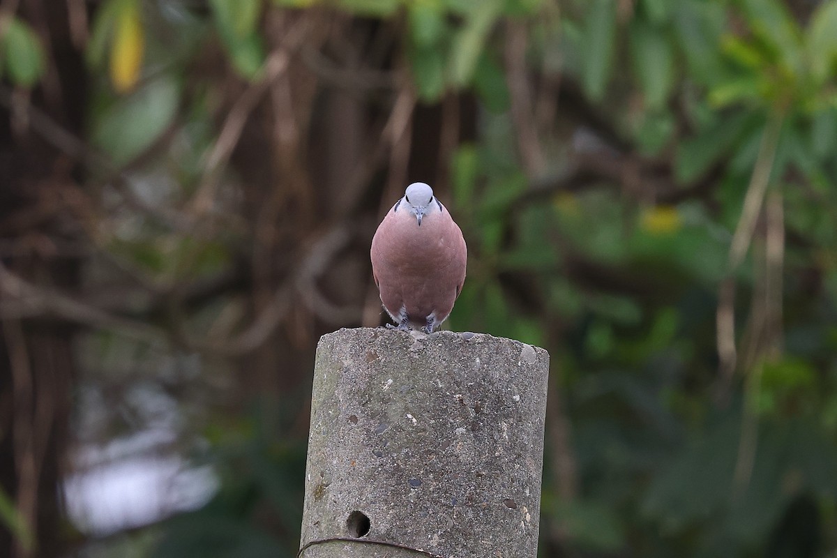 Red Collared-Dove - ML620099062