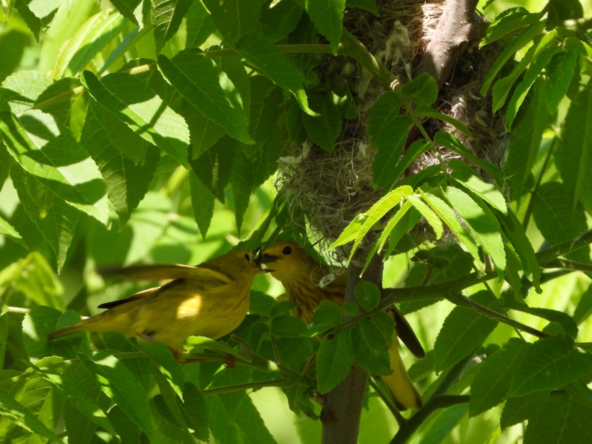 Yellow Warbler - ML620099089