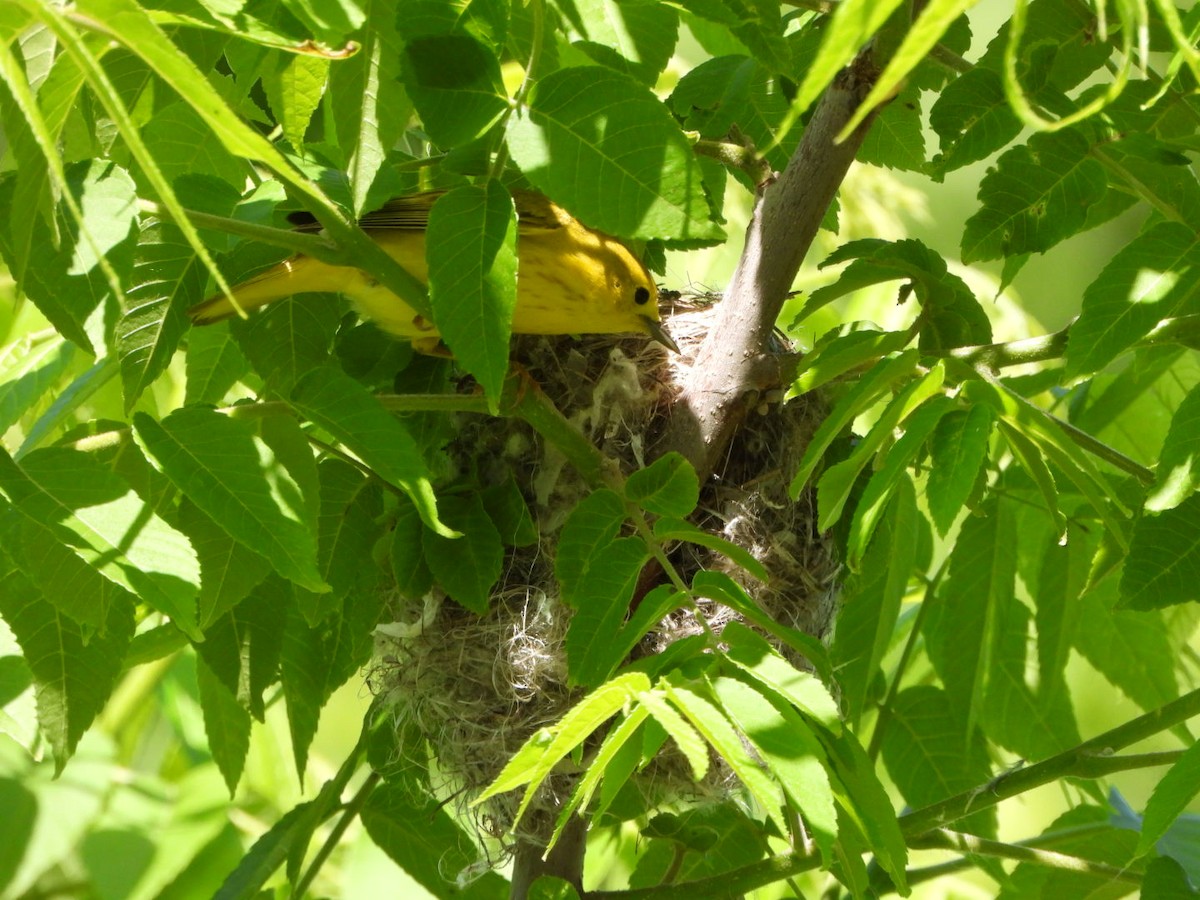 Yellow Warbler - ML620099090