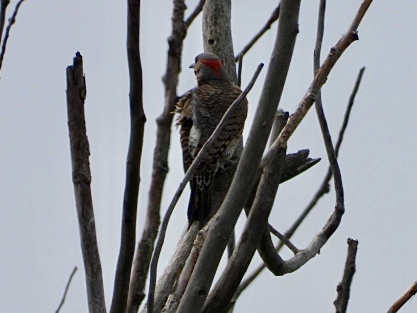 Northern Flicker - ML620099100