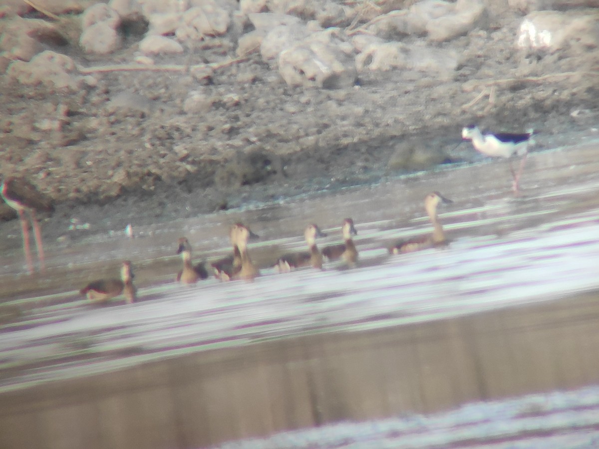 Lesser Whistling-Duck - ML620099104