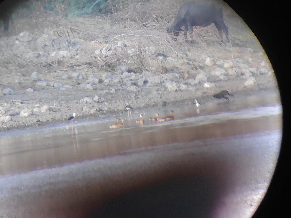 Cava Islıkçı Ördeği - ML620099105