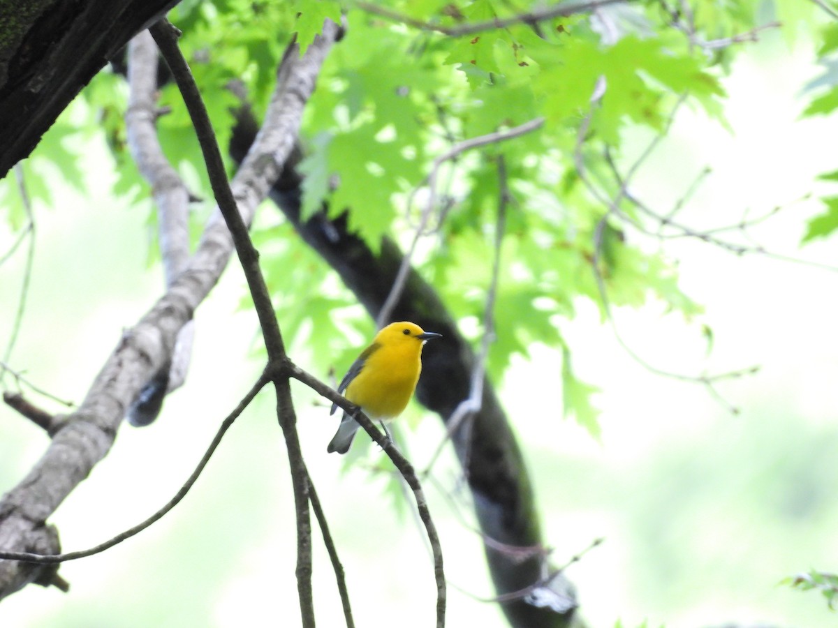 Prothonotary Warbler - ML620099148
