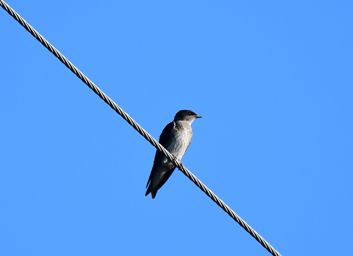 Northern Rough-winged Swallow - ML620099196