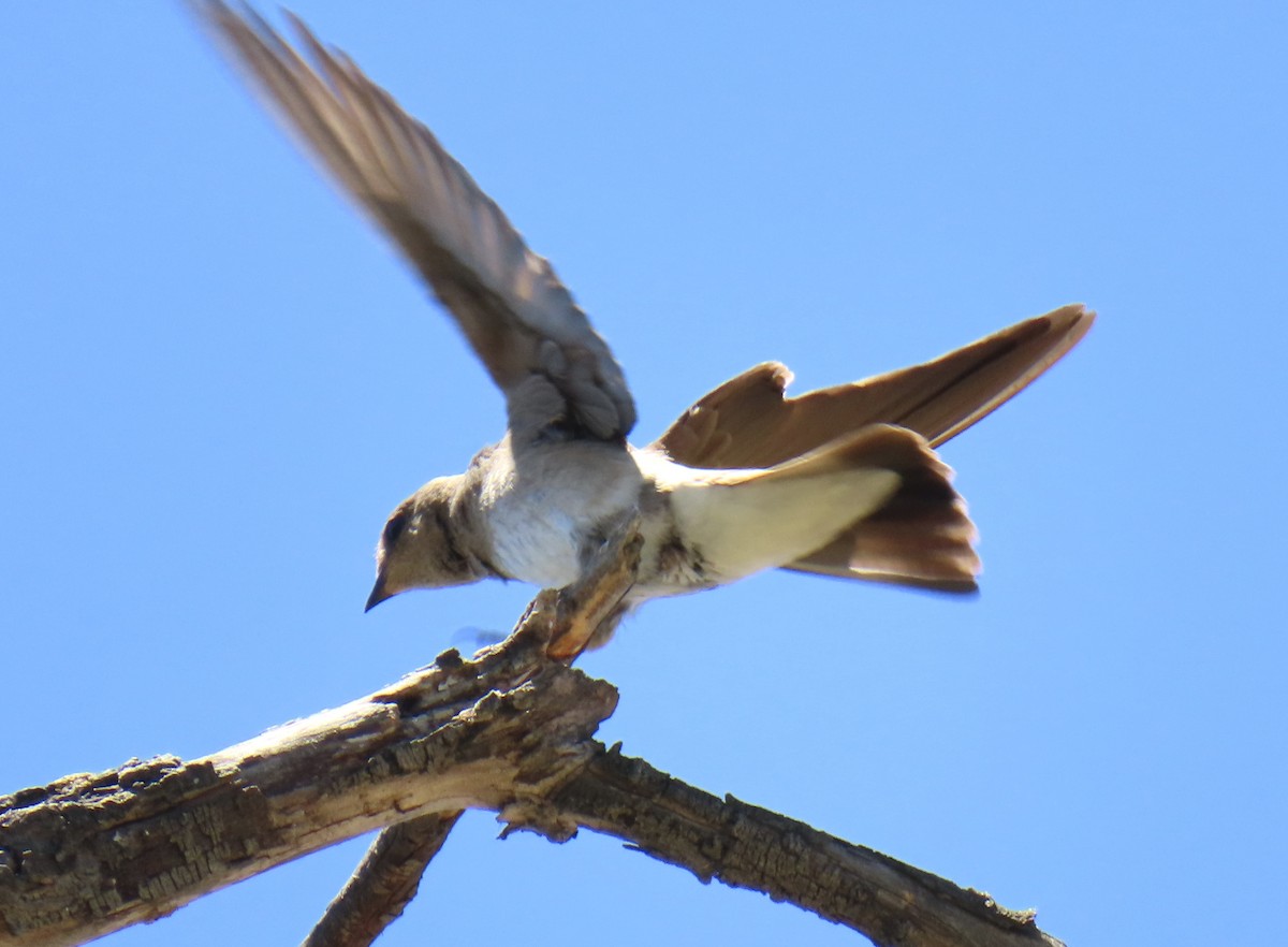 Northern Rough-winged Swallow - ML620099208