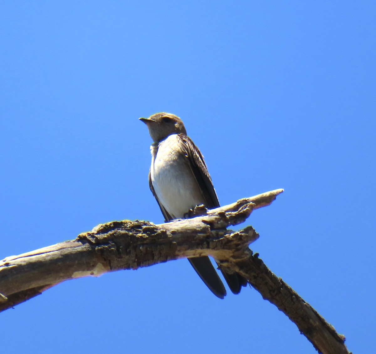 Northern Rough-winged Swallow - ML620099209