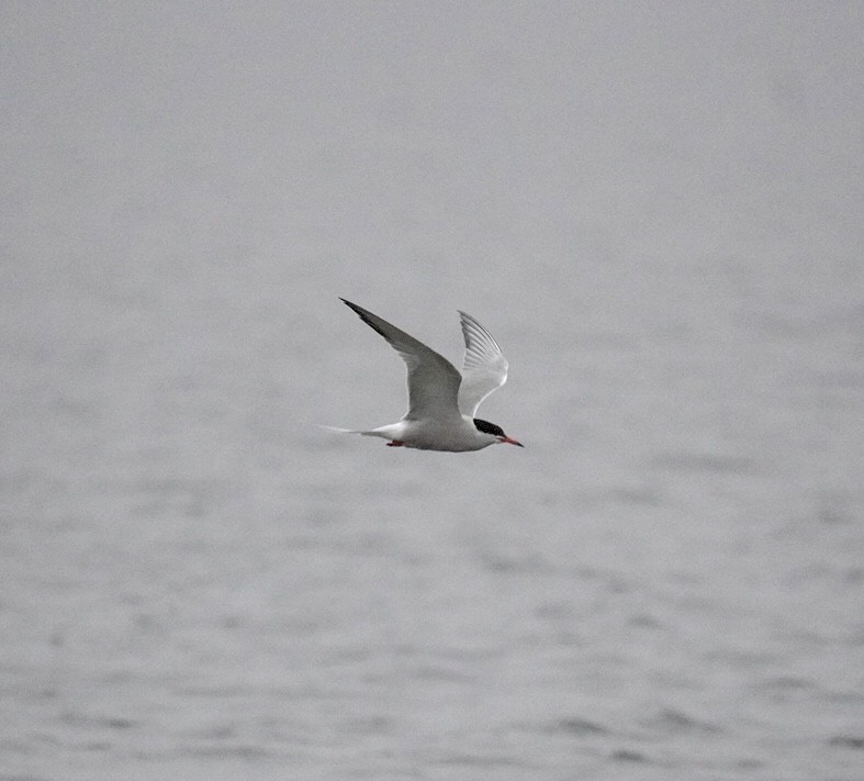 Common Tern - ML620099224