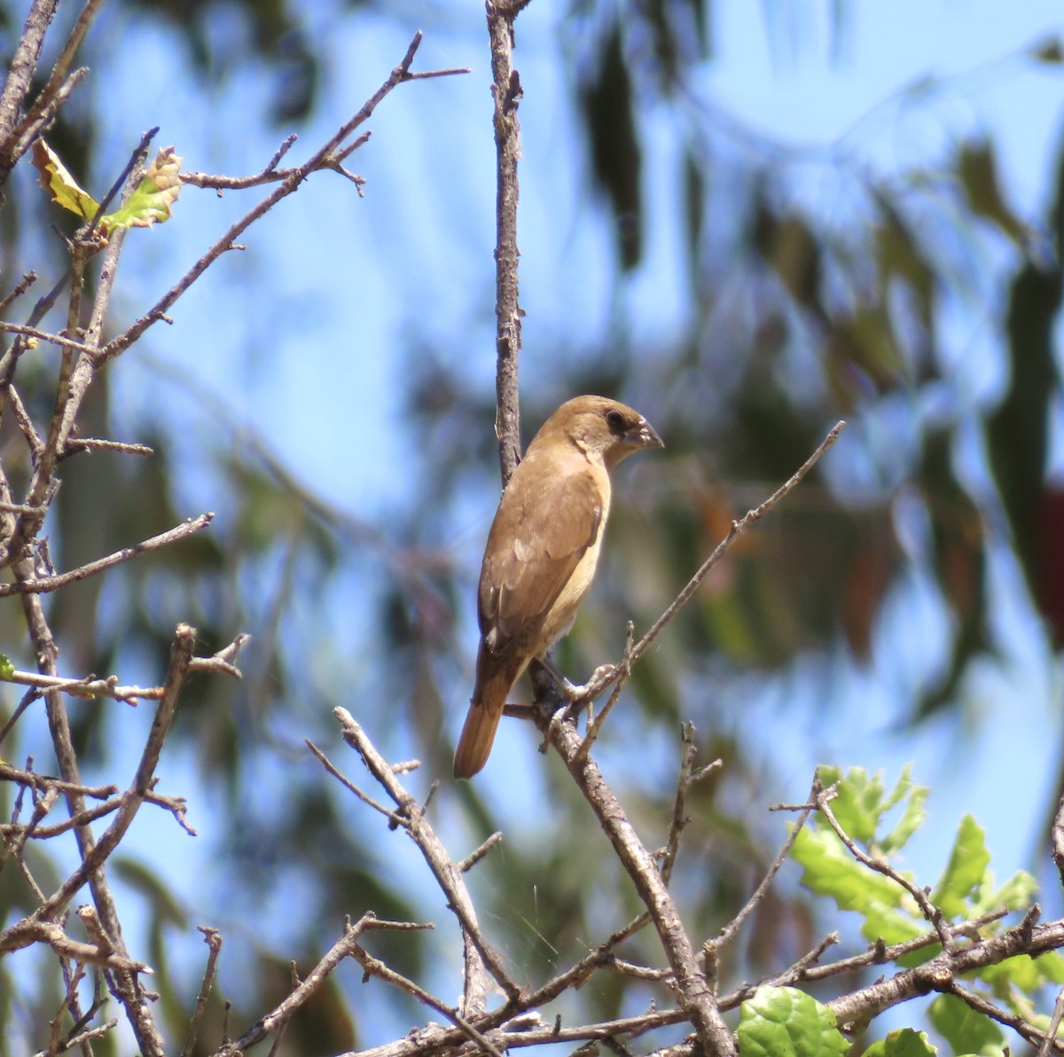 Scaly-breasted Munia - ML620099238