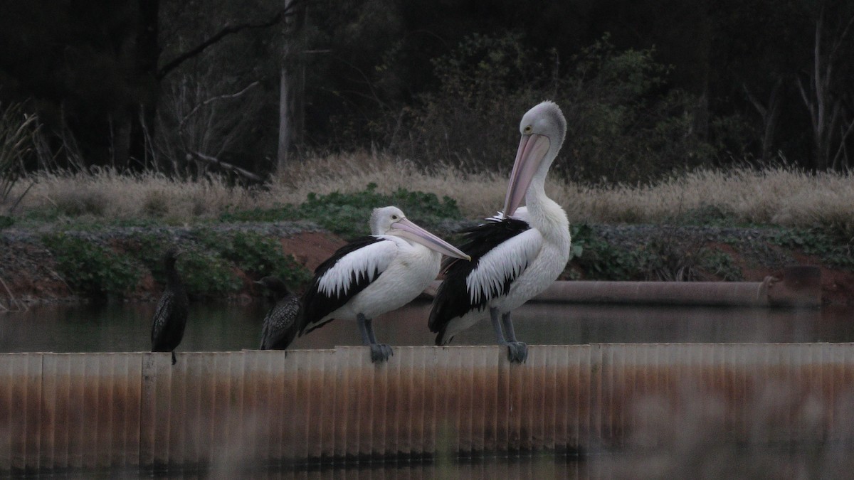 pelikán australský - ML620099253