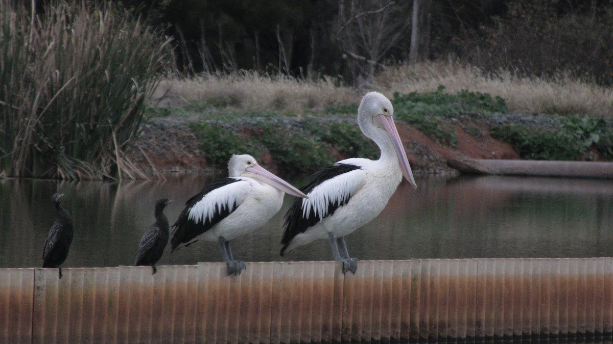 pelikán australský - ML620099277