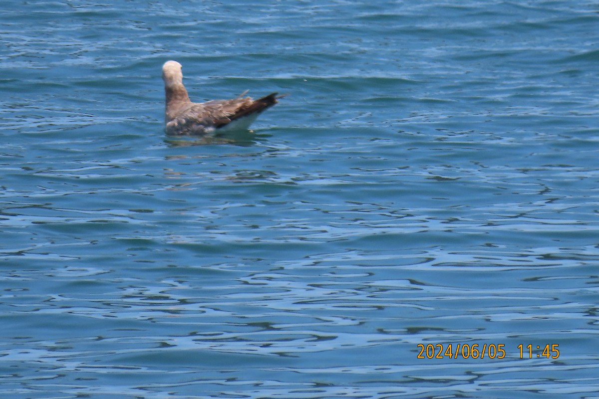 Black-tailed Gull - ML620099289