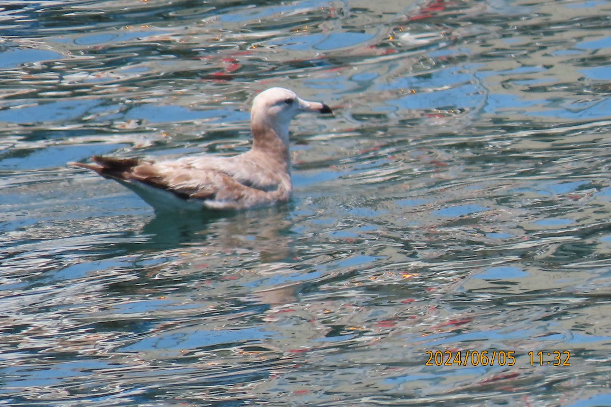 Black-tailed Gull - ML620099292