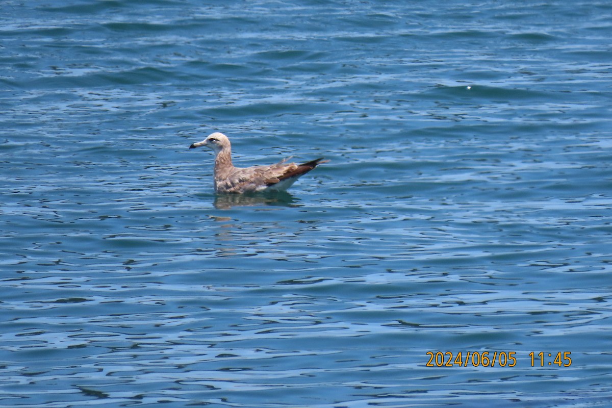 Black-tailed Gull - ML620099294