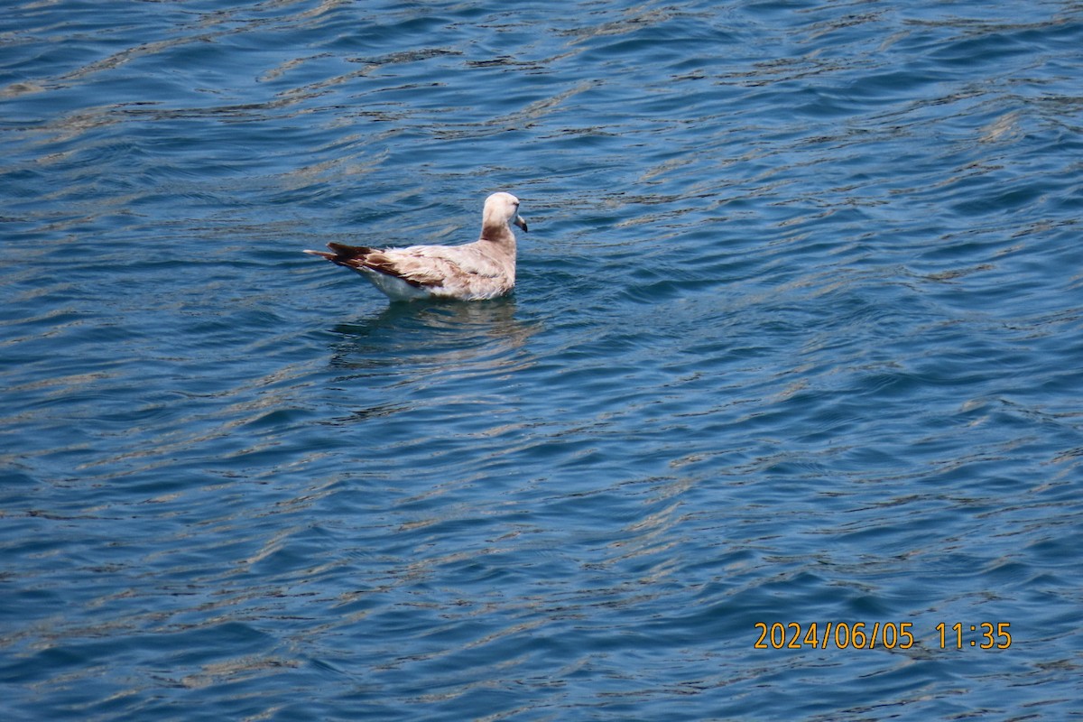 Black-tailed Gull - ML620099295