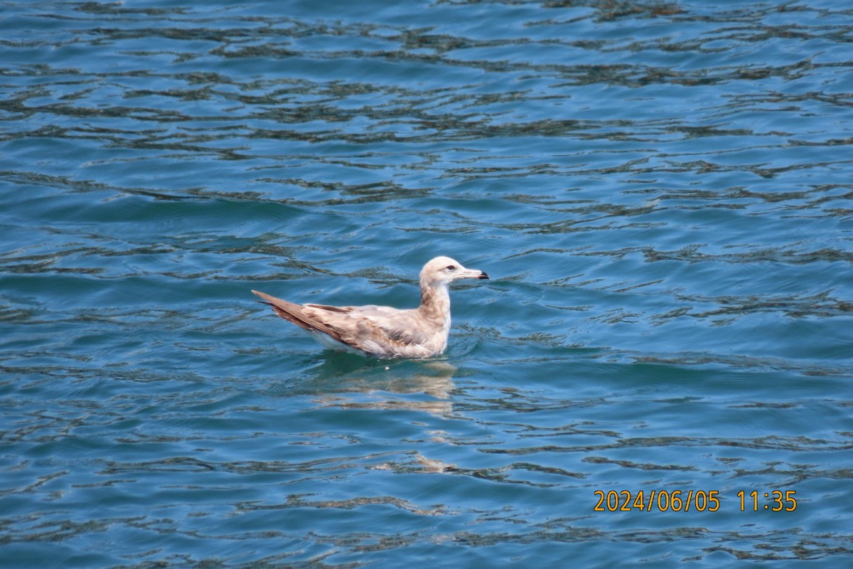Black-tailed Gull - ML620099297