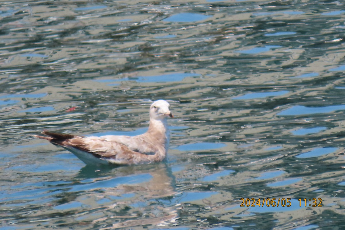 Black-tailed Gull - ML620099298