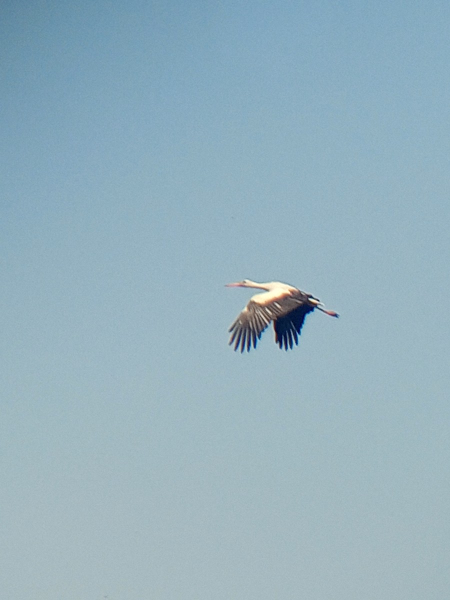 White Stork - ML620099305