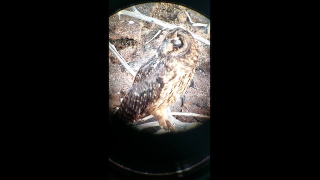 Short-eared Owl - ML620099306