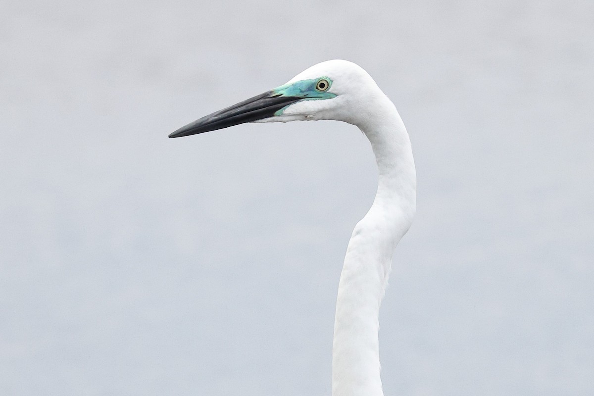 Great Egret (modesta) - ML620099308
