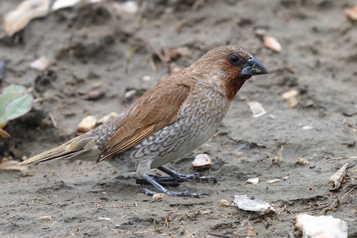 Scaly-breasted Munia (Scaled) - ML620099313