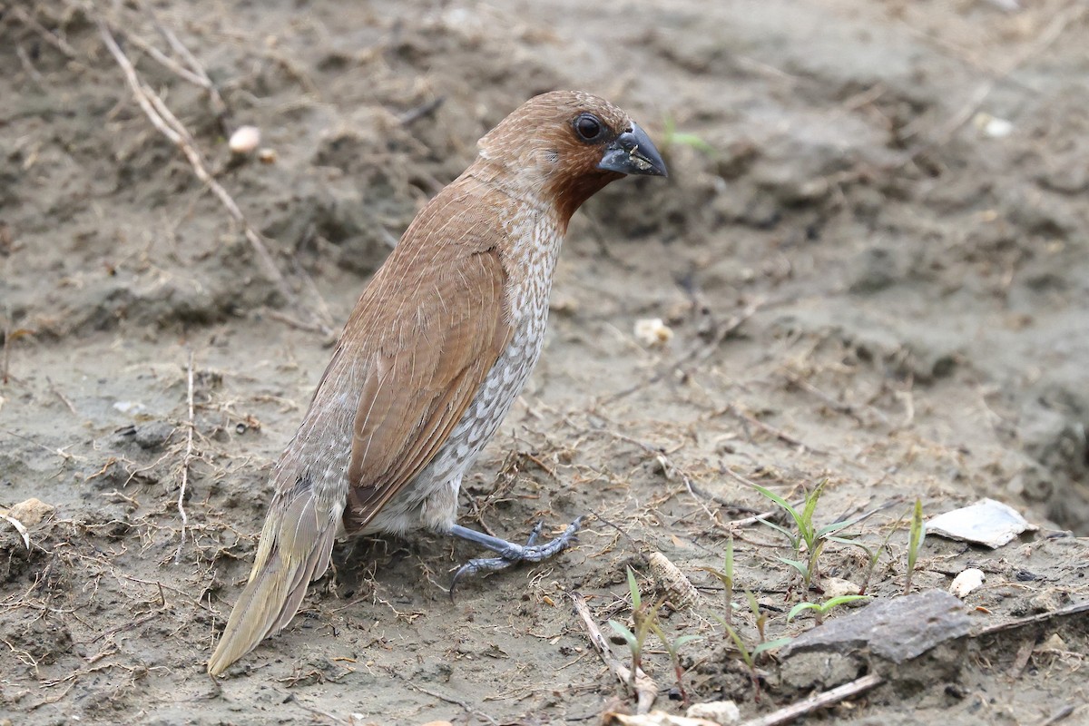 Scaly-breasted Munia (Scaled) - ML620099314