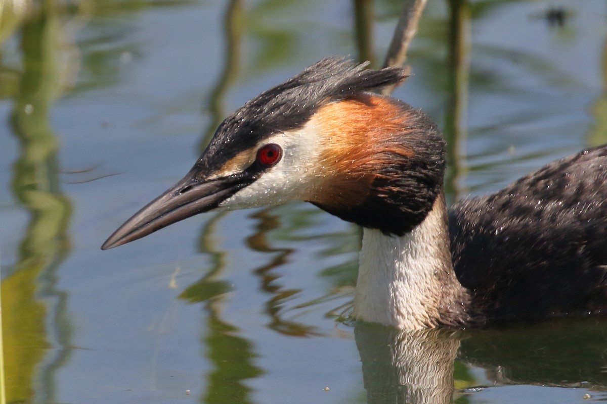 Great Crested Grebe - ML620099316
