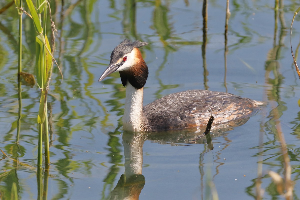 Great Crested Grebe - ML620099318
