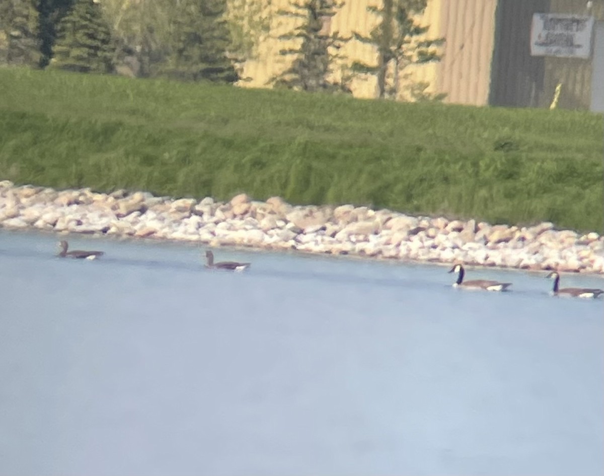 Greater White-fronted Goose - ML620099322