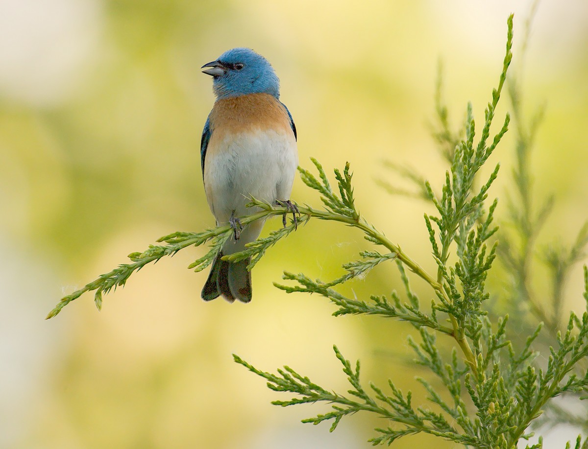 Lazuli Bunting - ML620099326