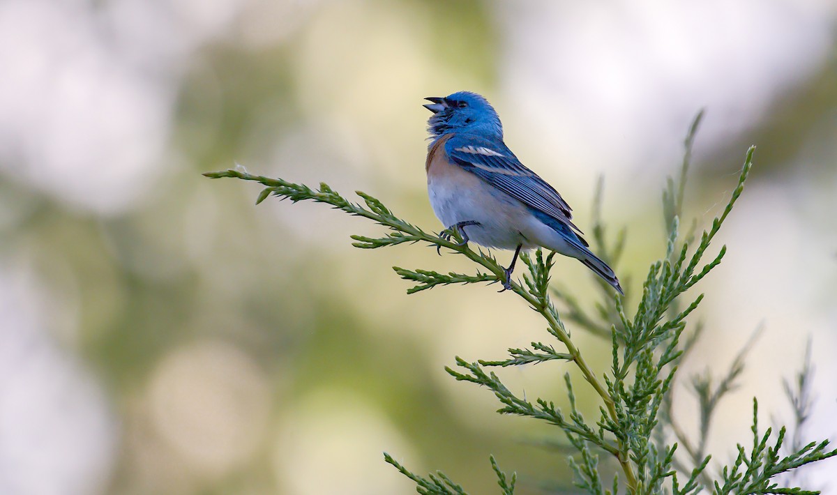 Lazuli Bunting - ML620099327