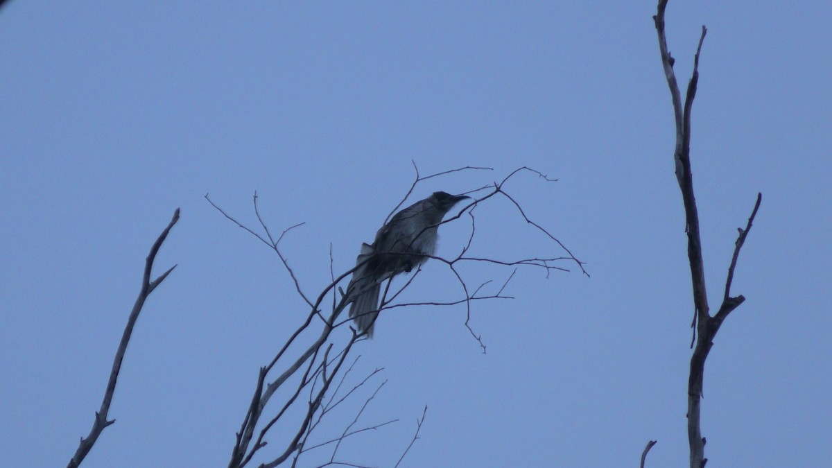 Little Friarbird - ML620099328