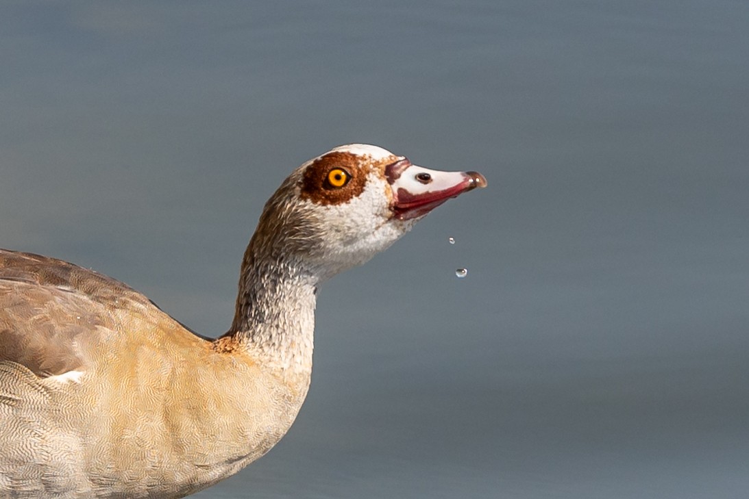 Egyptian Goose - ML620099338