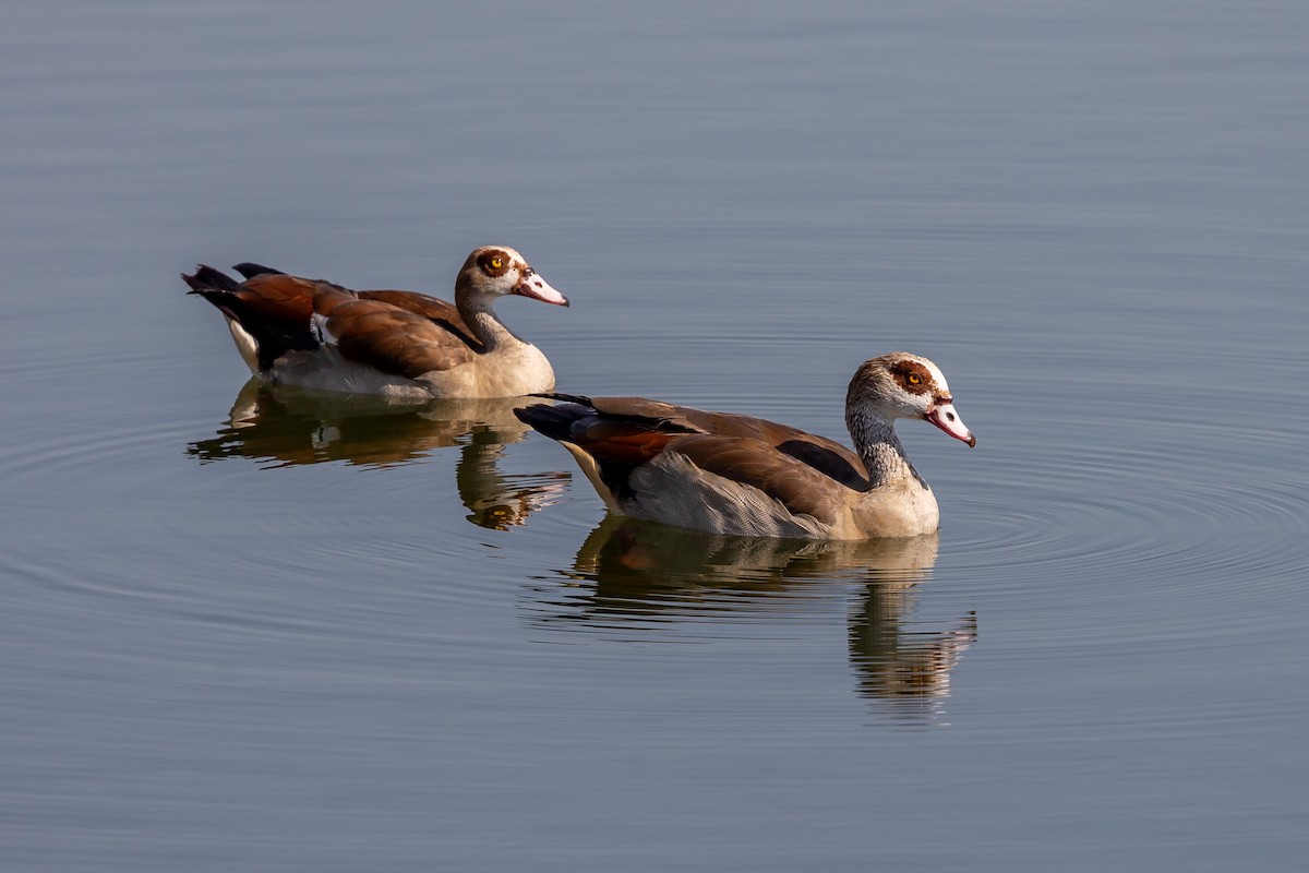 Egyptian Goose - ML620099342