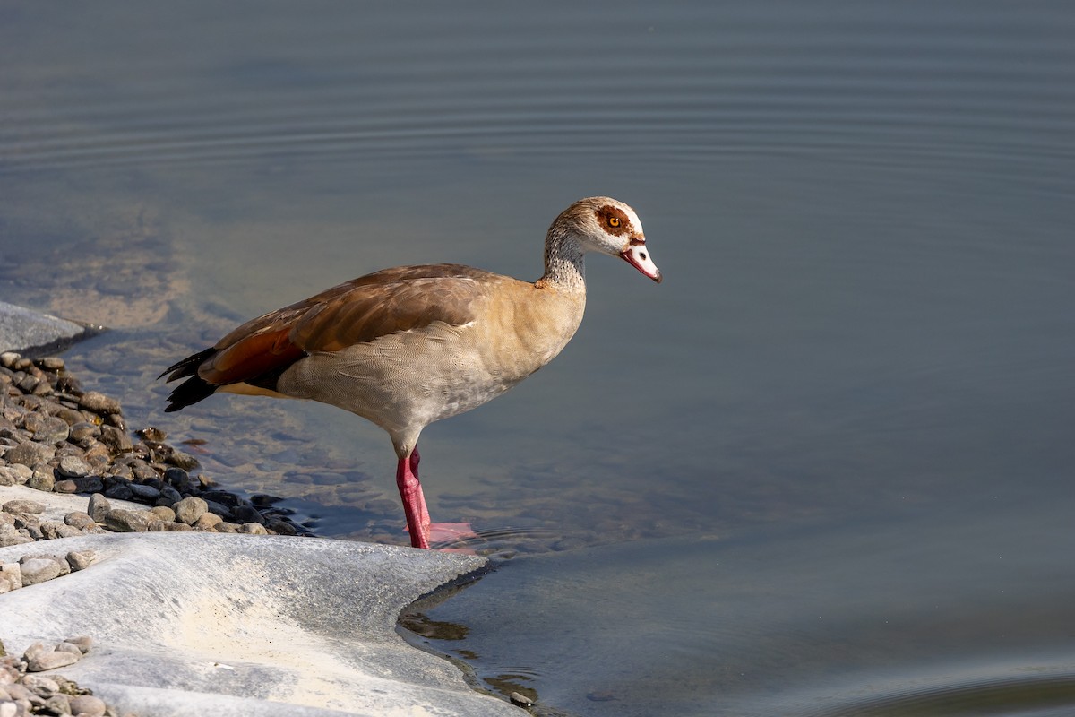 Egyptian Goose - ML620099343