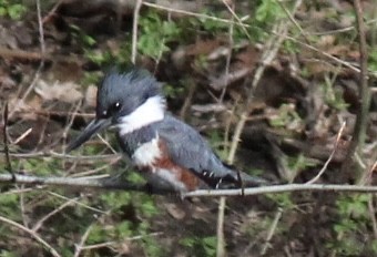 Belted Kingfisher - ML620099349