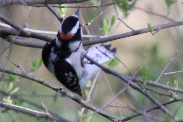 Downy Woodpecker - ML620099358